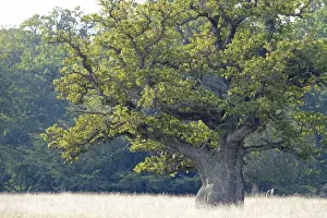 Old Pedunculate Oak -Quercus robur-, Jaegersborg, Copenhagen, Denmark