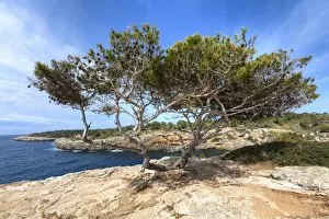 Old pine tree -Pinus pinea-, Cala Pi, Mallorca, Majorca, Balearic Islands, Mediterranean Sea, Spain, Europe