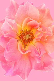 Softness Prints: Rose