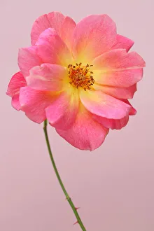 Images Dated 8th July 2015: Old Rose