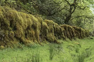 Old stone wall overgrown with moss in a forest, Drumnadrochit, Scotland, United Kingdom