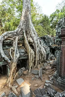 Images Dated 6th May 2017: Old temple ruins with giant tree roots, Angkor Wat