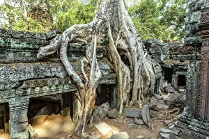 Tree Trunk Gallery: Old temple ruins with giant tree roots, Angkor Wat