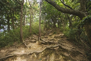 Images Dated 9th May 2015: Old tree roots in a forest in Kamakura, Japan