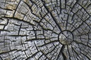 Surface Gallery: Old tree trunk