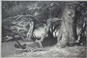 Forests Collection: Old trees in the Hasbruch, a 627-hectare oak and beech forest in the Oldenburg district of Lower