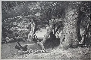 Great Prints: Old trees in the Hasbruch, a 627-hectare oak and beech forest in the Oldenburg district of Lower Saxony