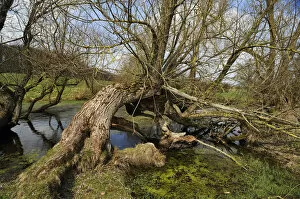 Images Dated 17th April 2013: Old willow trees -Salix- at a dead ice kettle hole, near Othenstorf