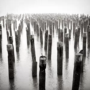 Old wooden posts in Hudson River