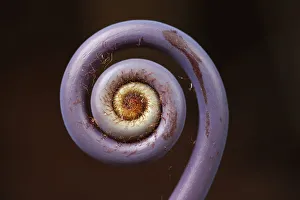 Images Dated 15th July 2012: Old world forked fern -Dicranopteris linearis-, a fern frond unfurling, Big Island, Hawaii, USA