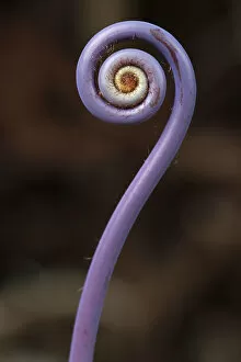 Images Dated 15th July 2012: Old world forked fern -Dicranopteris linearis-, a fern frond unfurling, Big Island, Hawaii, USA