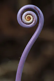 Images Dated 15th July 2012: Old world forked fern -Dicranopteris linearis-, a fern frond unfurling, Big Island, Hawaii, USA