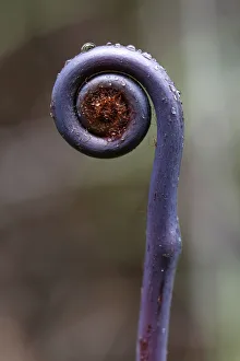 Images Dated 15th July 2012: Old world forked fern -Dicranopteris linearis-, a fern frond unfurling, Big Island, Hawaii, USA
