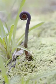 Rolled Up Prints: Old world forked fern, uluhe fern -Dicranopteris linearis