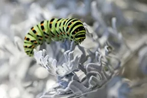 Images Dated 24th August 2009: Old World Swallowtail -Papilio machaon-, caterpillar