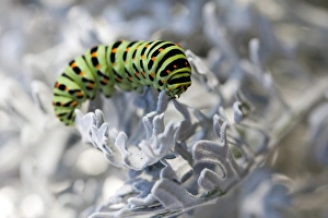 Images Dated 24th August 2009: Old World Swallowtail -Papilio machaon-, caterpillar