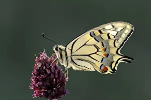 Papilionidae Prints: Old World Swallowtail -Papilio machaon-, Pleven region, Bulgaria