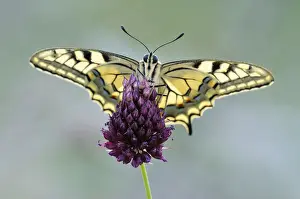Papilionidae Prints: Old World Swallowtail -Papilio machaon-, Pleven region, Bulgaria