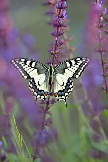 Images Dated 1st June 2012: Old World Swallowtail -Papilio machaon-, between meadow sage, Pleven region, Bulgaria