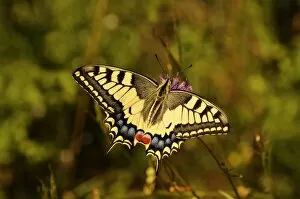 Marking Gallery: Old world swallowtail (Papilio machaon)