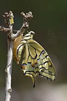 Animal Wildlife Gallery: Old World Swallowtail Papilio machaon
