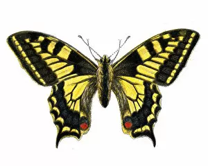 Colourful Butterflies Gallery: Old World swallowtail, Papilio machaon, Butterfly, Insects, Wildlife art