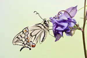 Papilionidae Prints: Old World Swallowtail -Papilio machaon- butterfly on a Columbine