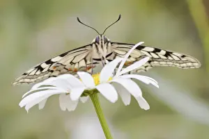 Papilionidae Prints: Old World Swallowtail -Papilio machaon- butterfly on a Marguerite
