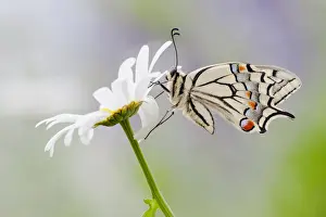 Papilionidae Prints: Old World Swallowtail -Papilio machaon- butterfly on a Marguerite