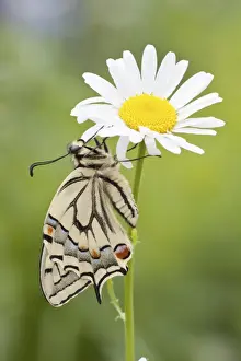 Papilionidae Prints: Old World Swallowtail -Papilio machaon- butterfly on a Marguerite