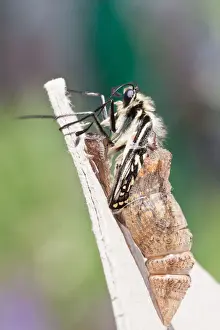 Papilionidae Prints: Old World Swallowtail -Papilio machaon- emerges from its exuvia