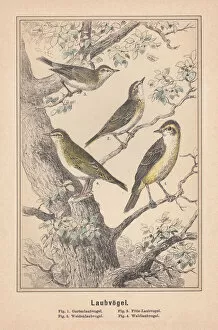 Images Dated 10th November 2017: Old World warblers (Sylviidae), hand-colored lithograph, published in 1890
