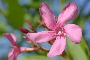 Oleander -Nerium oleander-, pink flower