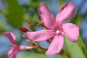 Images Dated 31st August 2011: Oleander -Nerium oleander-, pink flower