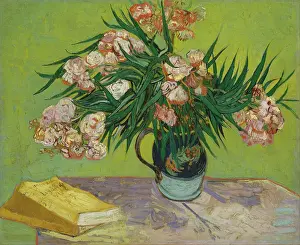 Oleanders