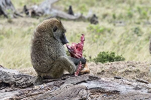 Old World Monkey Gallery: Olive Baboon or Anubis Baboon -Papio anubis- feeding on a gazelle, Maasai Mara National Reserve