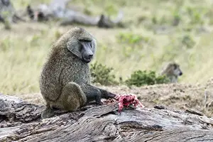 Olive Baboon or Anubis Baboon -Papio anubis- feeding on a gazelle, Msai Mara National Reserve, Serengeti, Rift Valley Province, Kenya