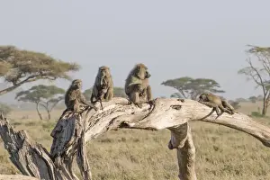 Olive baboon (Papio anubis) family, Serengeti, Tanzania