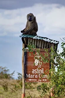 Images Dated 18th October 2011: Olive baboon (Papio anubis) sitting on the corrugated iron roof of a sign to Ashnil Mara Camp