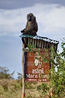Olive baboon (Papio anubis) sitting on the corrugated iron roof of a sign to Ashnil Mara Camp, Masai Mara National Reserve, Kenya