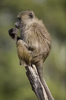 Olive baboon (Papio cynocephalus) resting on tree branch, close-up