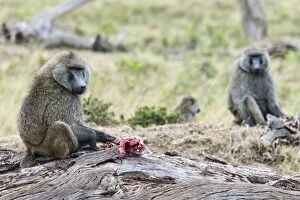 Simiiformes Gallery: Olive Baboons or Anubis Baboons -Papio anubis- feeding on a gazelle, Maasai Mara National Reserve
