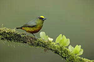 Images Dated 3rd February 2018: Olive-backed Euphonia (Euphonia gouldi)