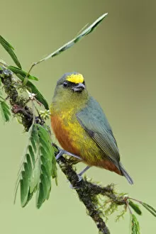 Images Dated 19th February 2017: Olive-backed Euphonia (Euphonia gouldi)