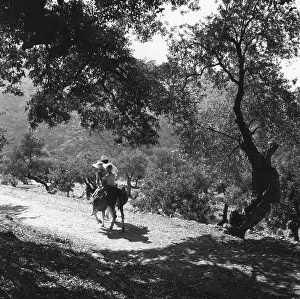 Majorca Prints: Olive Grove