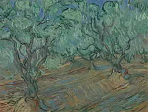 Summer Landscape Prints: Olive Grove
