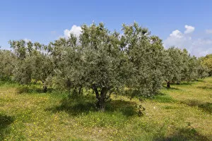 Olive grove, Troas, Marmara Region, Turkey