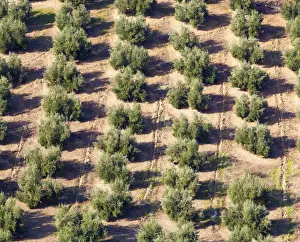 Grove Prints: Olive groves near burunchel cazorla natural park; segura y las villas jaen province andalusia spain