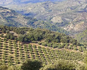 Grove Prints: Olive groves near burunchel cazorla natural park; segura y las villas jaen province andalusia spain
