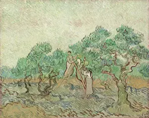 Provence Prints: The Olive Orchard